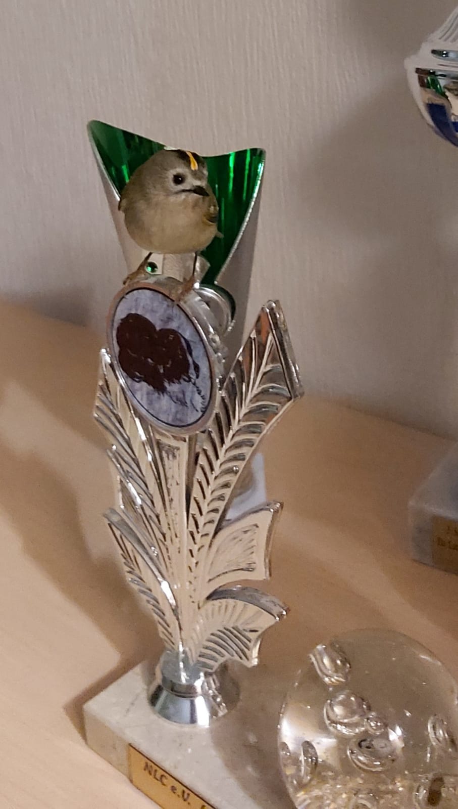 Bild(vereinsleben/bilder/Lustige Bilder/wintergoldhähnchen.jpeg) konnte nicht geladen werden
